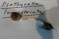Image of Psathyrella longistriata