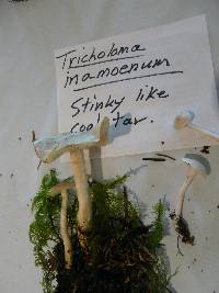 Image of Tricholoma inamoenum