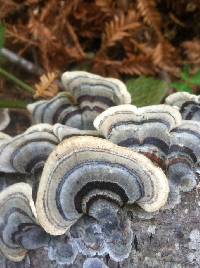 Trametes versicolor image