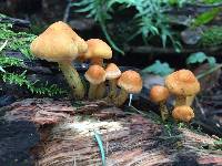 Hypholoma fasciculare image