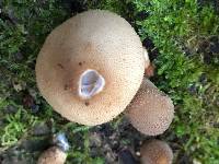 Lycoperdon pyriforme image