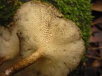 Polyporus arcularius image