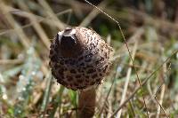 Macrolepiota procera var. procera image