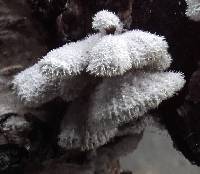 Schizophyllum commune image