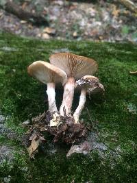 Armillaria mellea image