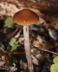 Psilocybe cyanescens image