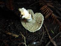 Inocybe sororia image