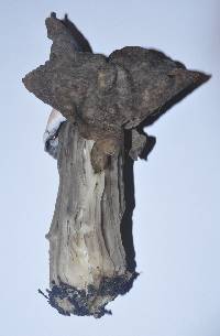 Helvella maculata image