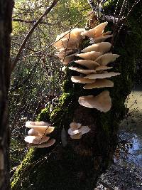 Pleurotus ostreatus image