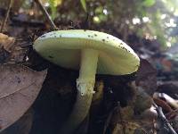 Amanita phalloides image