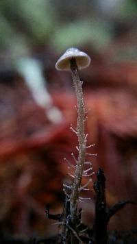 Dendrocollybia racemosa image