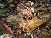 Psilocybe cyanescens image