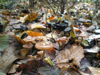 Psilocybe cyanescens image