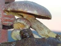 Gymnopilus subpurpuratus image
