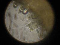 Omphalotus olivascens image