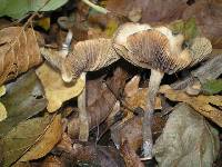 Psilocybe cyanescens image