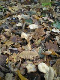 Psilocybe cyanescens image