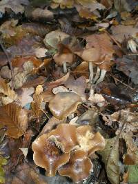 Psilocybe cyanescens image