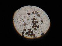 Panaeolus antillarum image