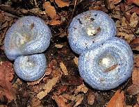 Lactarius indigo image