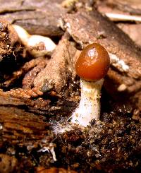 Psilocybe cyanescens image