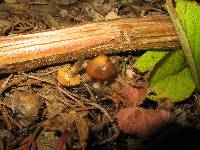 Psilocybe cyanescens image