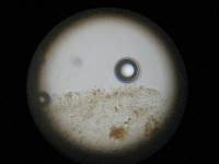 Gymnopilus luteofolius image