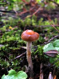 Psilocybe aztecorum image