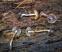 Psilocybe aztecorum image