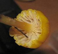 Chromosera cyanophylla image