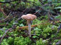 Psilocybe aztecorum image