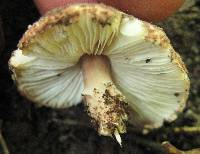 Echinoderma asperum image