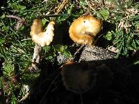 Psilocybe aztecorum image