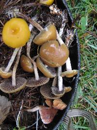 Psilocybe aztecorum image