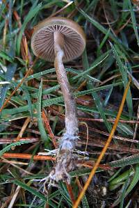 Psilocybe aztecorum image