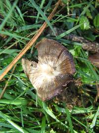 Psilocybe aztecorum image