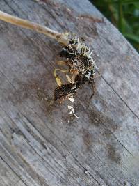 Psilocybe aztecorum image