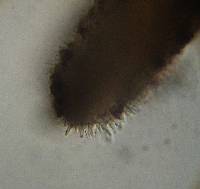 Psilocybe aztecorum image