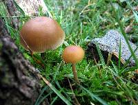 Psilocybe aztecorum image