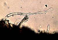Craterellus tubaeformis image