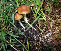 Psilocybe aztecorum image