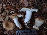 Russula cerolens image