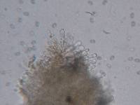 Simocybe centunculus var. centunculus image