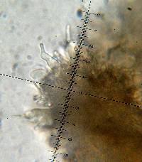 Psilocybe banderillensis image