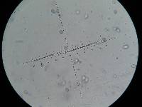 Floccularia luteovirens image