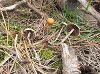 Psilocybe aztecorum image