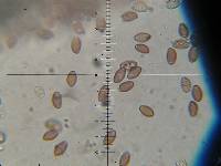 Leratiomyces squamosus image