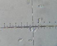 Hygrocybe borealis image