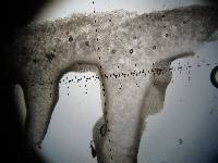 Hygrocybe borealis image
