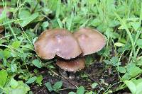 Psilocybe caerulescens image